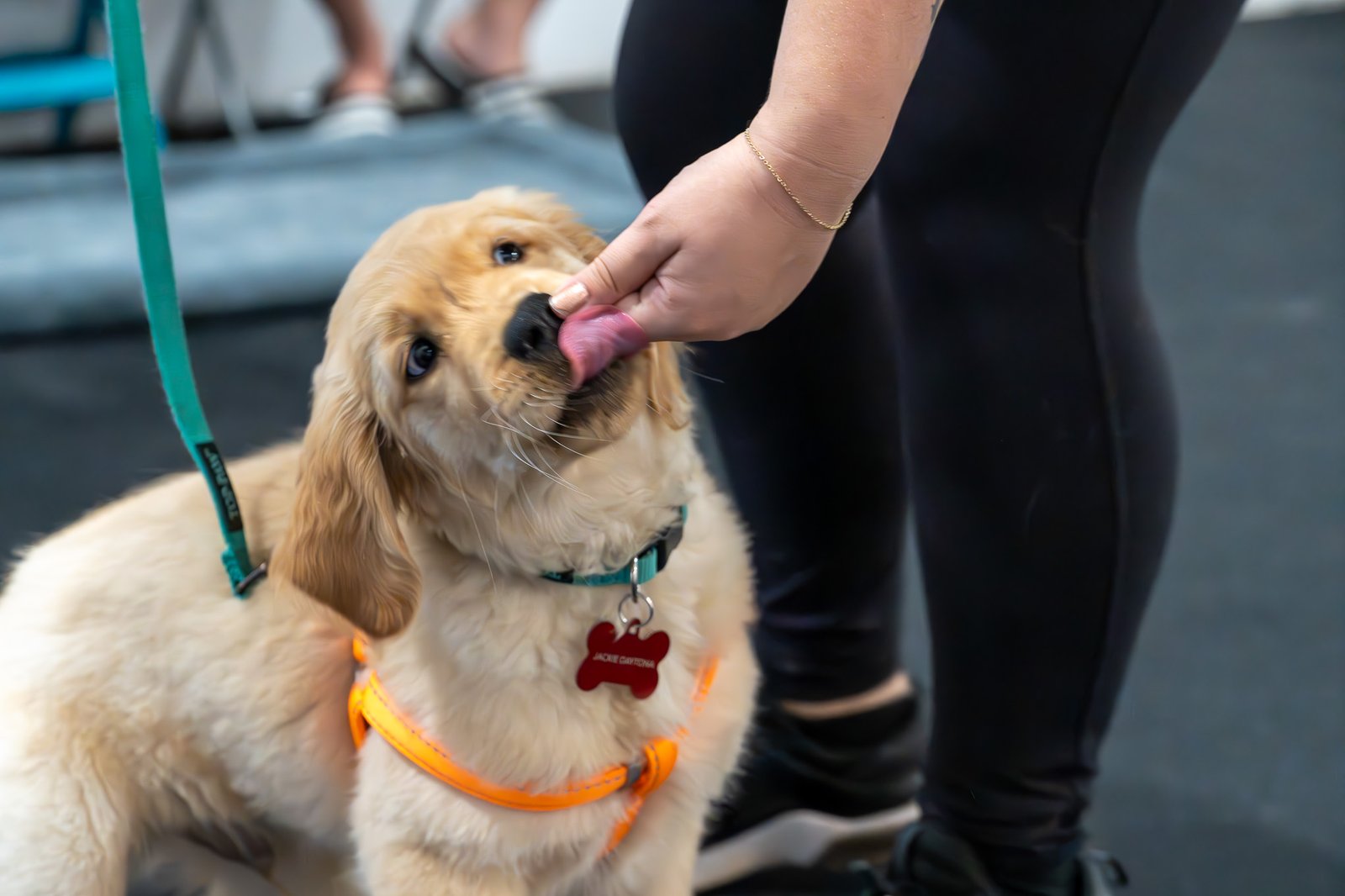Golden Retriever puppy licking a person's fingers
