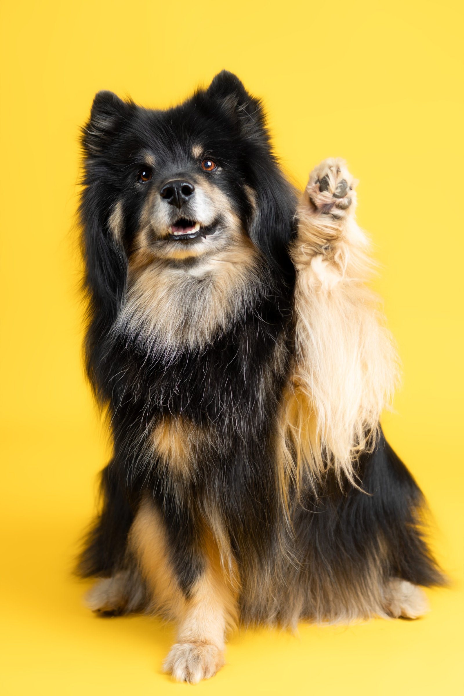 Brophy Extraordinary Canines Posters