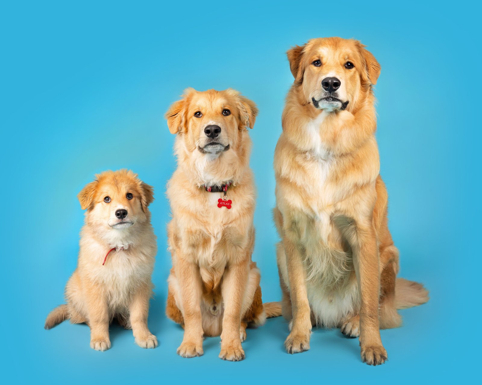A golden colored dog shown at 9 weeks, 6 months, and 1 year old